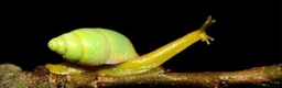 Snails invertebrates for sale: Wolf snail - Advert 2