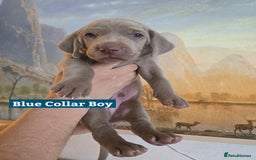 Weimaraner dogs for sale: *2 LEFT *BEAUTIFUL KC WEIM PUPS 2ND/FINAL LITTER  - Advert 15