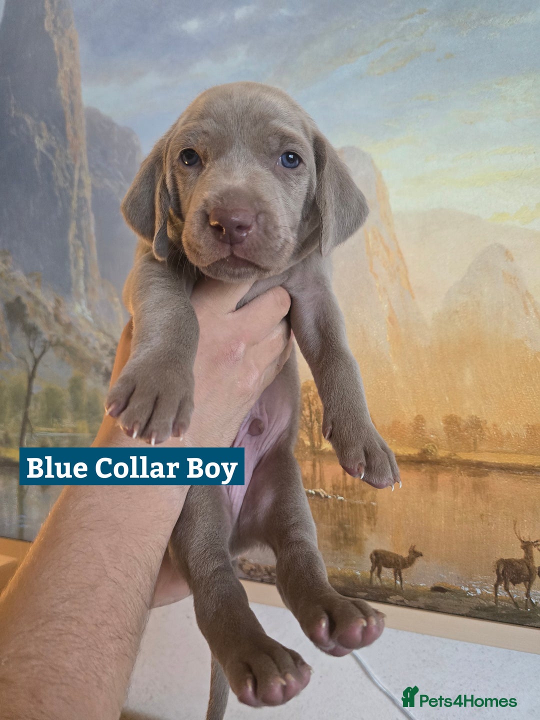 Weimaraner dogs for sale: *2 LEFT *BEAUTIFUL KC WEIM PUPS 2ND/FINAL LITTER  - Advert 15