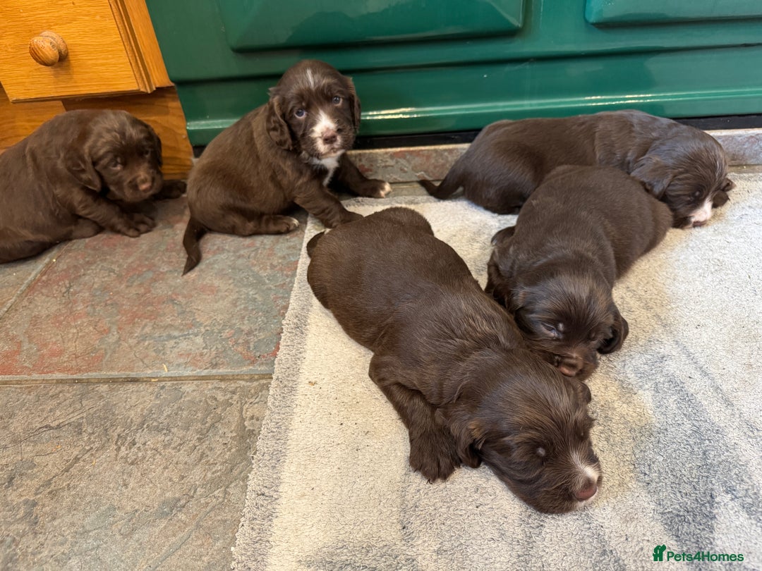Sprocker dogs for sale: F1 Sprocker puppies liver and white  - Image 4