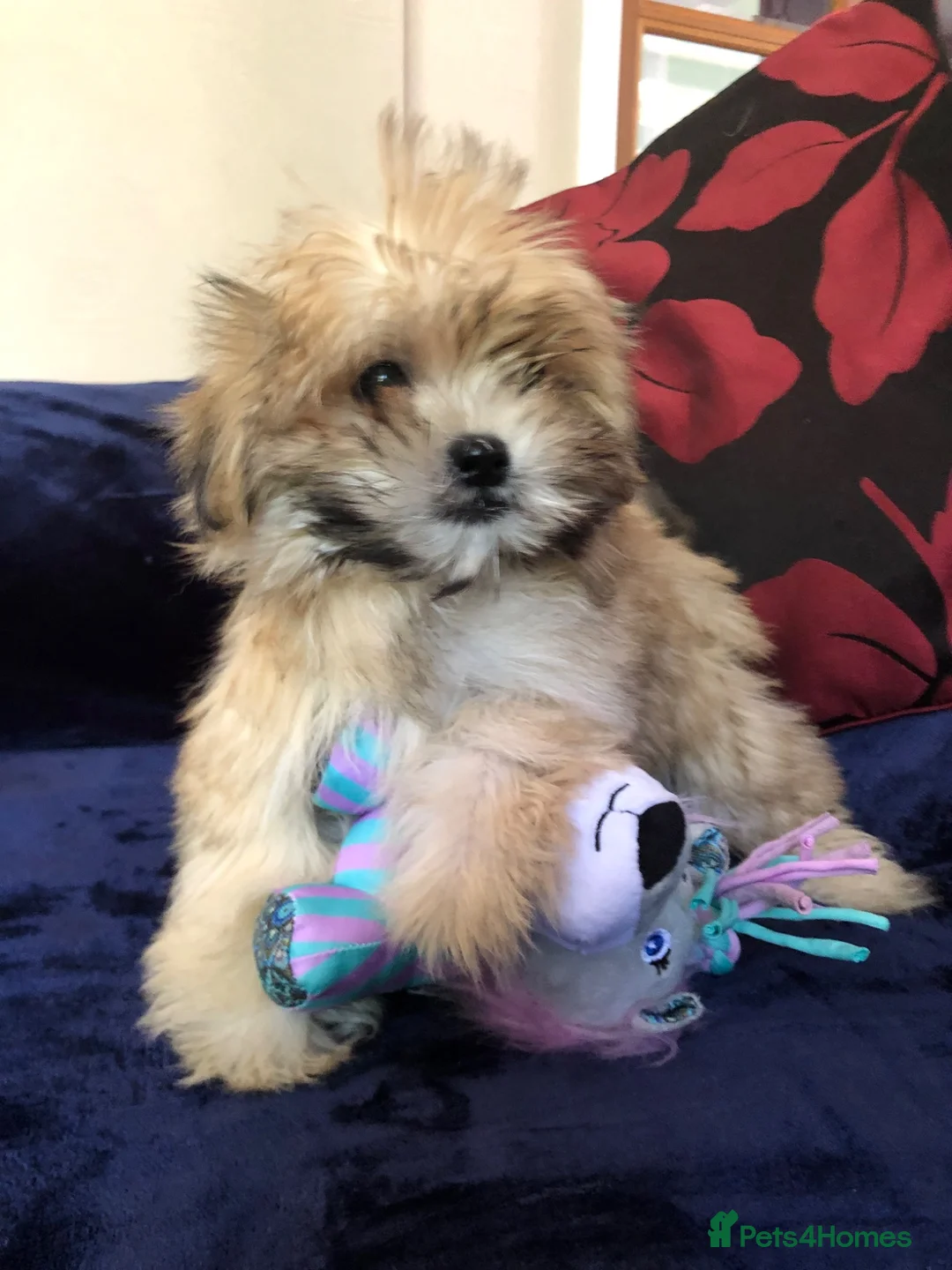 Malshi dogs for sale: shihtzu x maltese puppies for sale  - Advert 1