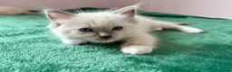 Ragdoll cats for sale: RAGDOLL kittens 3xBOYS, 3xGIRLS - Advert 13