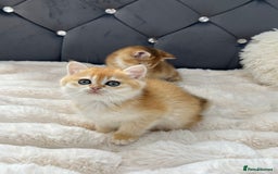 British Shorthair cats for sale: Ready to go Golden BSH Kittens Champ line  in March - Image 8