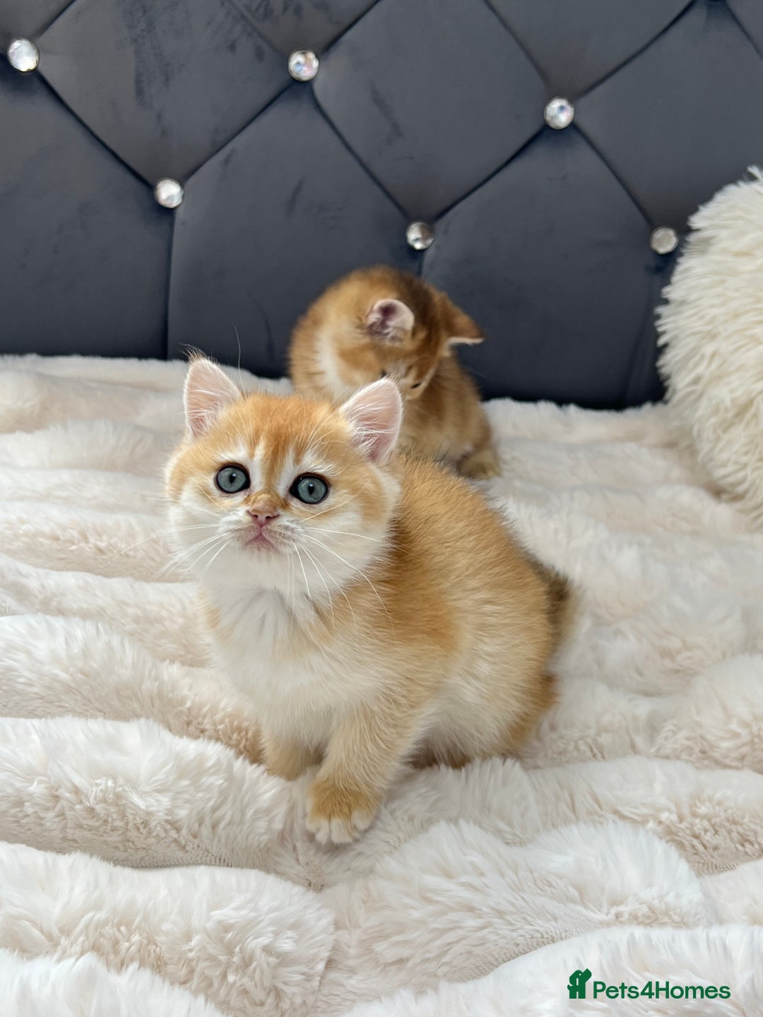 British Shorthair cats for sale: Ready to go Golden BSH Kittens Champ line  in March - Image 8