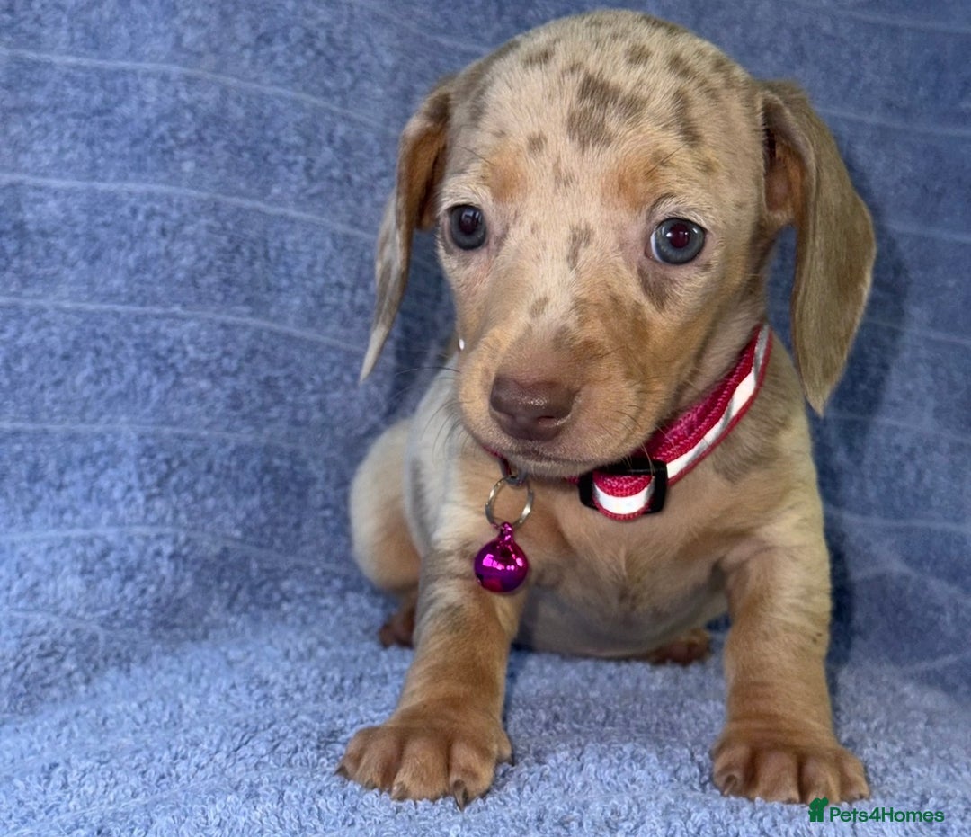 Miniature Dachshund dogs for sale: KC Reg Miniature Dachshund Puppies  - Advert 22