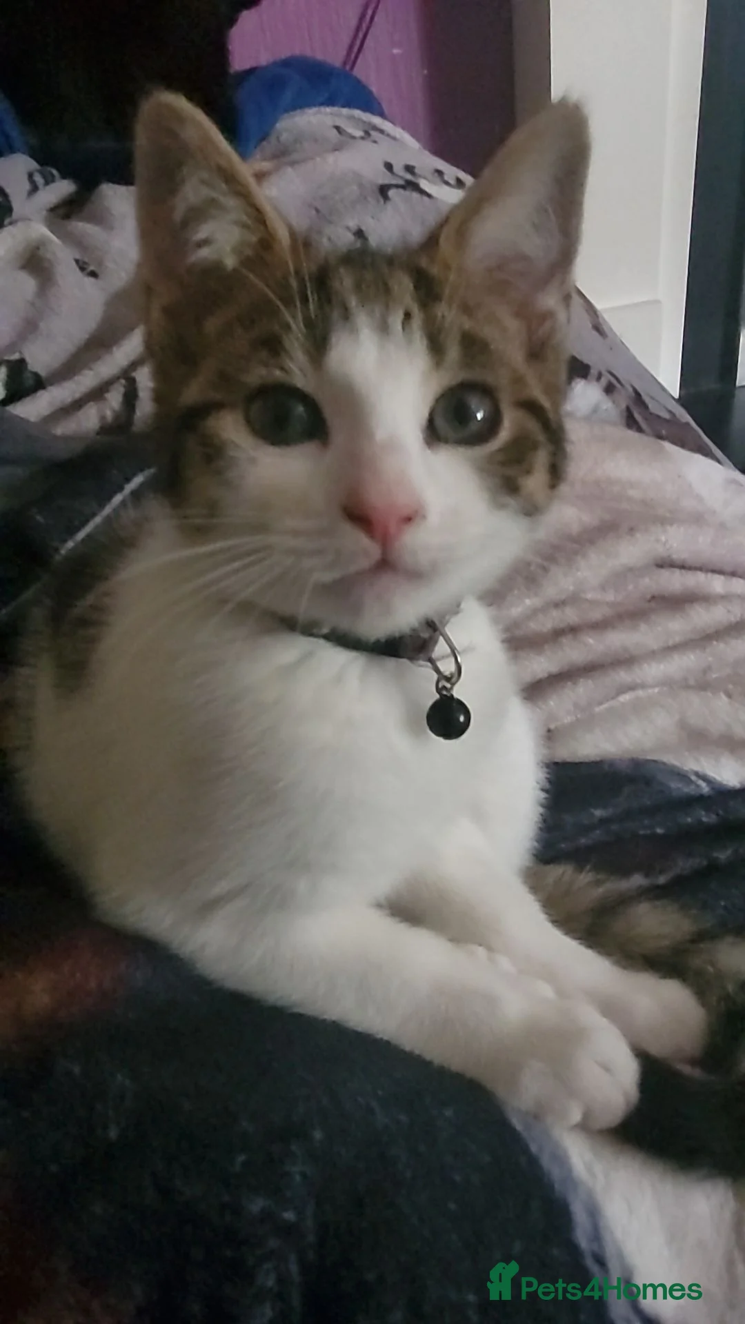 Mixed Breed cats for sale: Narla  - Advert 11