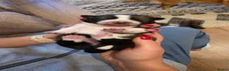 Mixed Breed dogs for sale: 4 Adorable Puppies for Sale – 3 Girls & 1 Boy - Advert 13