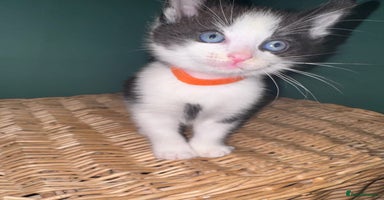 Mixed Breed cats - Advert 16