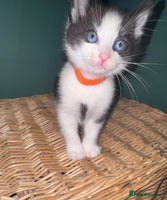 Mixed Breed cats - Advert 16