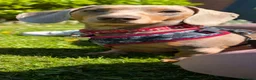 Miniature Dachshund dogs for stud: Tiny Isabella Tan KC Stud - Advert 3