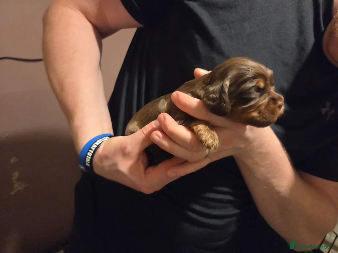 Cocker Spaniel dogs for sale: 8 Beautiful KC Reg Cocker Spaniel Puppies - Advert 16