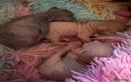 Sphynx cats for sale: Sphynx little naked babies - Image 7