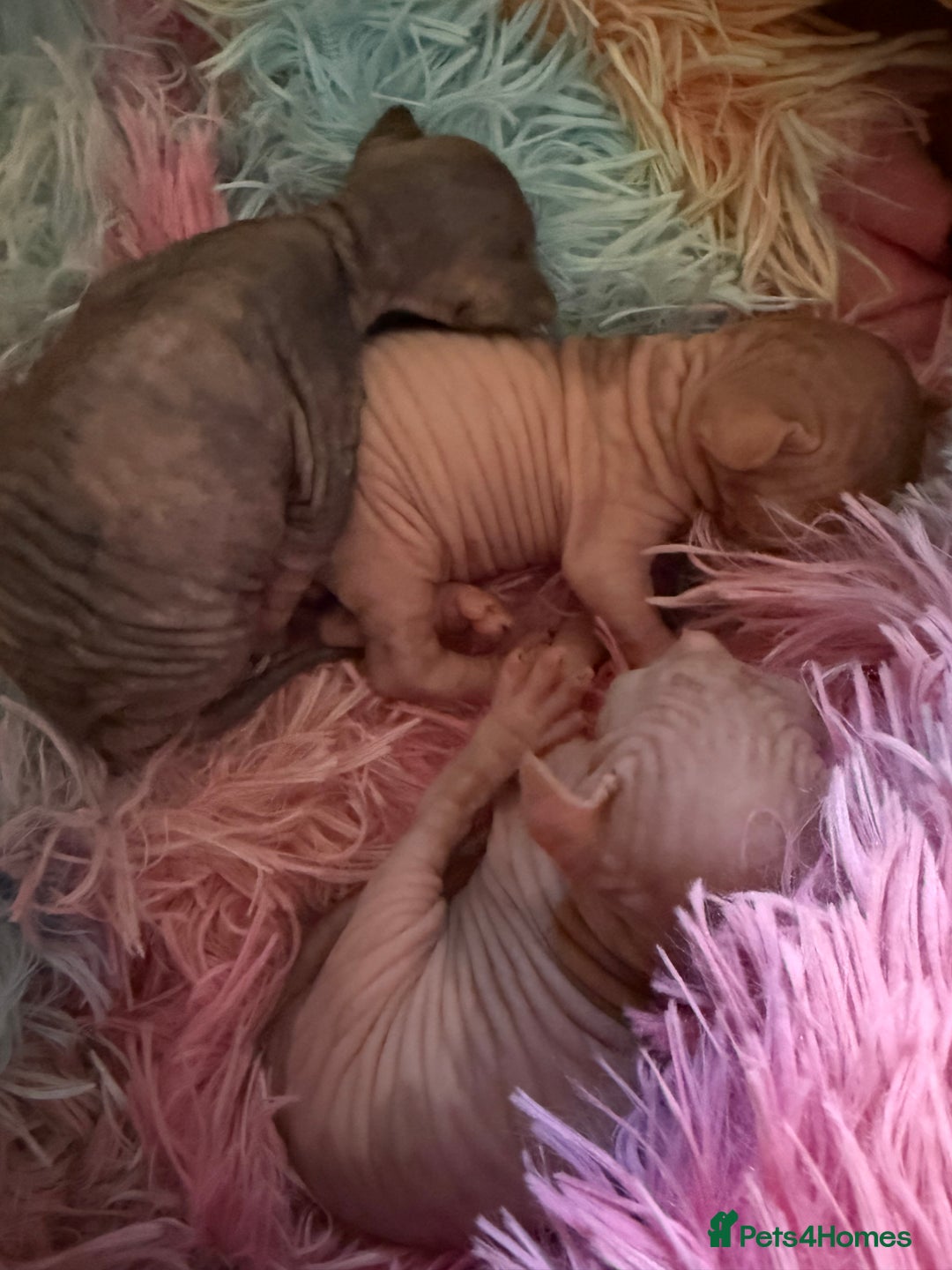 Sphynx cats for sale: Sphynx little naked babies - Image 7