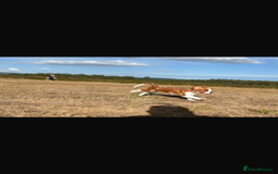 Cavalier King Charles Spaniel dogs for sale: King Charles cavalier 8 months old - Advert 8