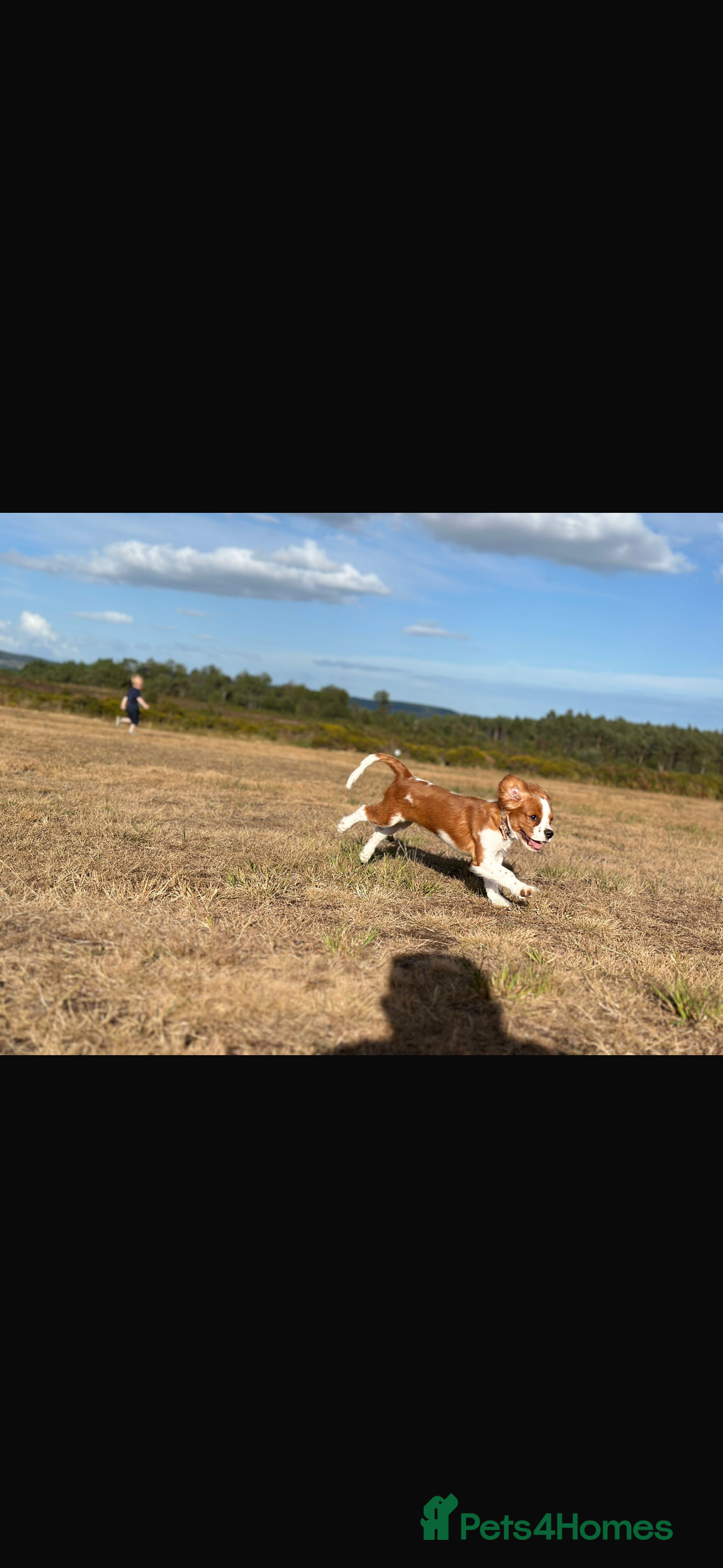 Cavalier King Charles Spaniel dogs for sale: King Charles cavalier 8 months old - Advert 8