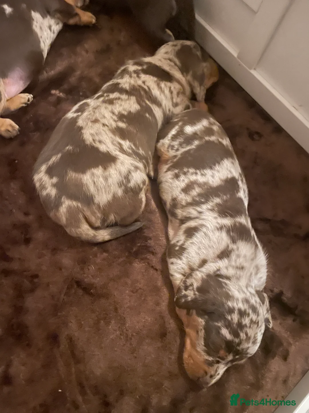 Miniature Dachshund dogs for sale: Miniature dapple piebald puppies - Advert 6