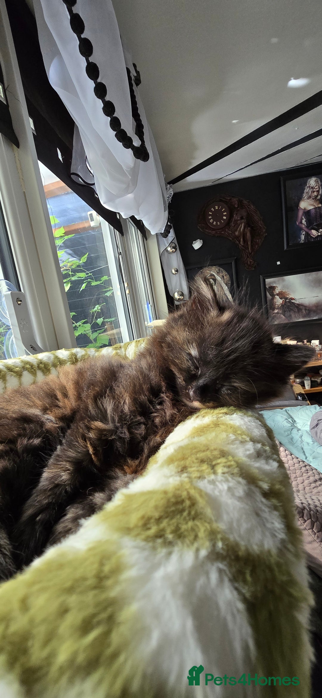 Maine Coon cats for sale: Amazing tortie Mainecoons REDUCED! - Image 6