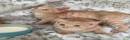 Mixed Breed cats for sale: Fluffy cream ginger girls  mixed with BSH kittens  - Advert 11