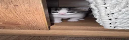 Domestic Shorthair cats for sale: Stunning little tabby/white girl kitten. - Advert 18