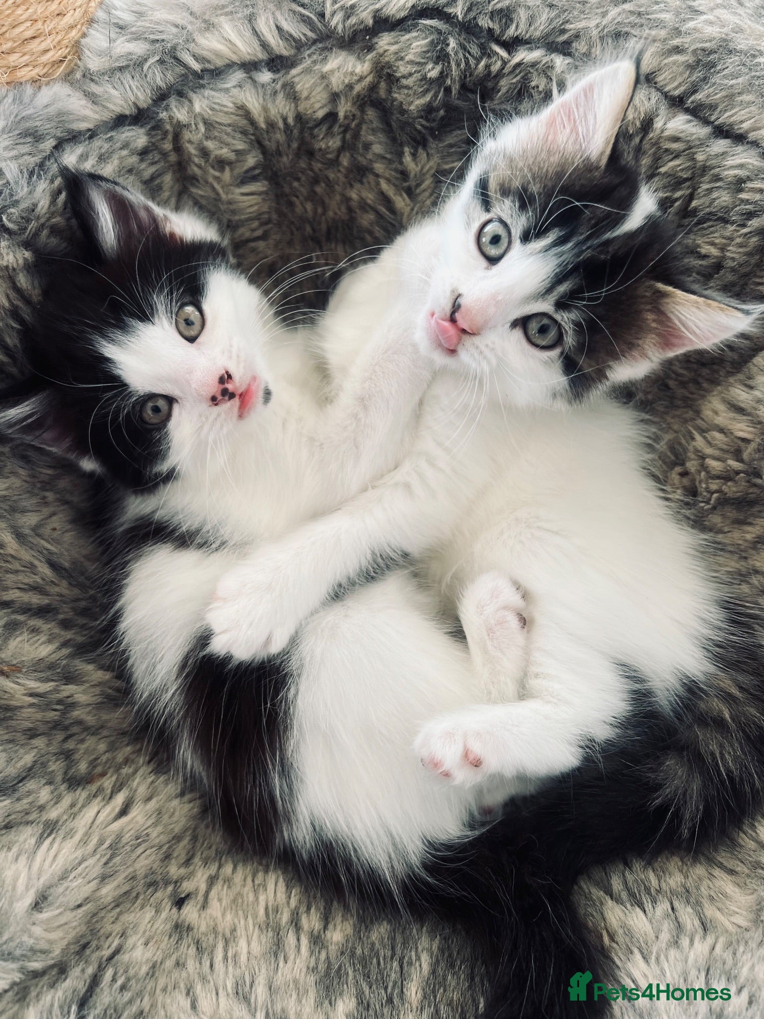 British Longhair cats Two beautiful longhaired kittens  - Advert 14