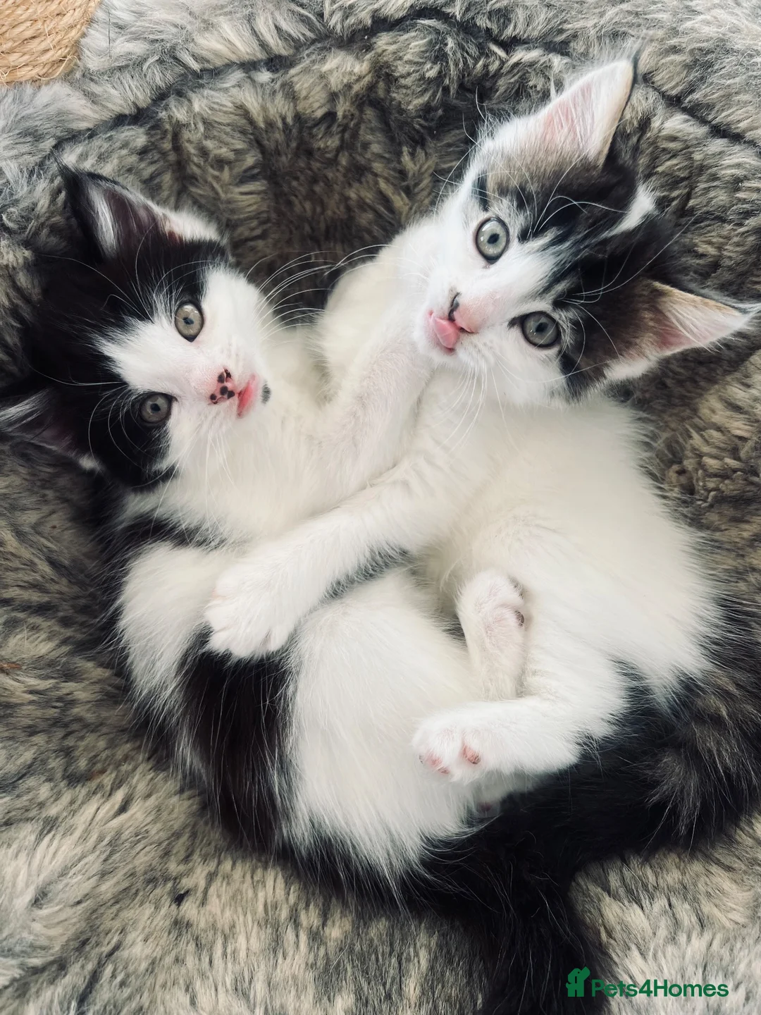 British Longhair cats for sale: Two beautiful longhaired kittens  in Hayling Island - Advert 1