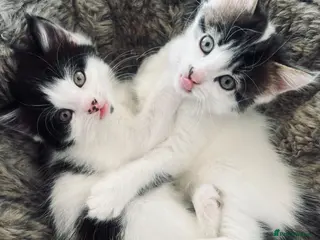 British Longhair cats Two beautiful longhaired kittens - Advert 9