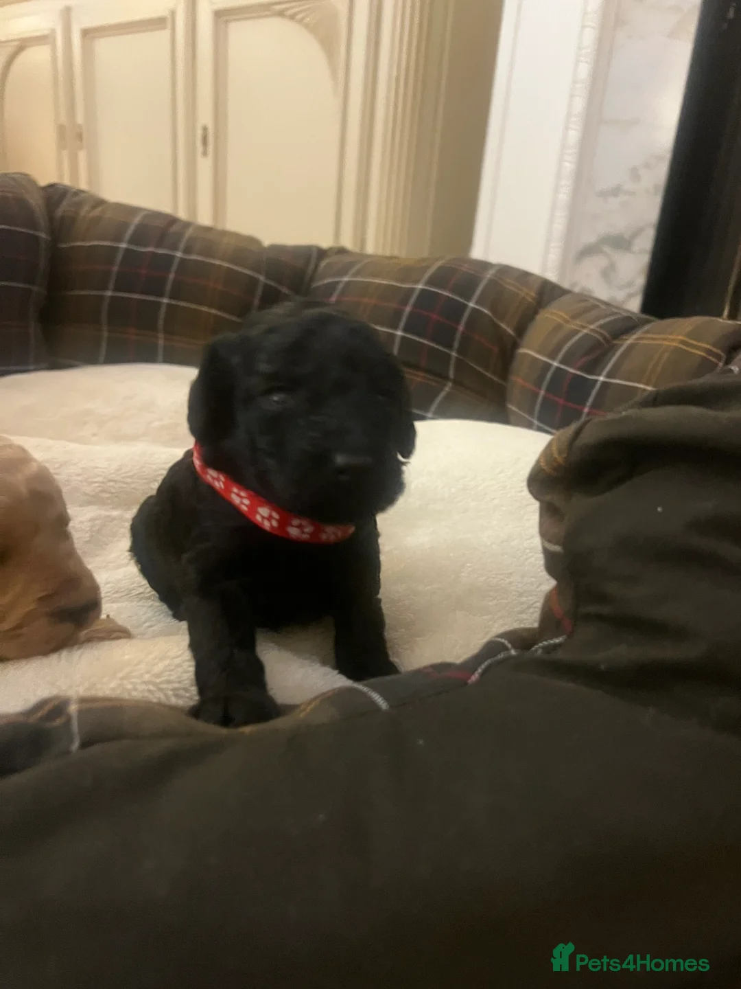 Poodle dogs for sale: 🐶🐶🐶TOY POODLES for sale🐶🐶🐶 - Advert 17