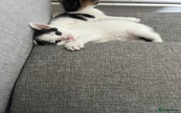 Mixed Breed cats for sale: Kittens  - Image 4