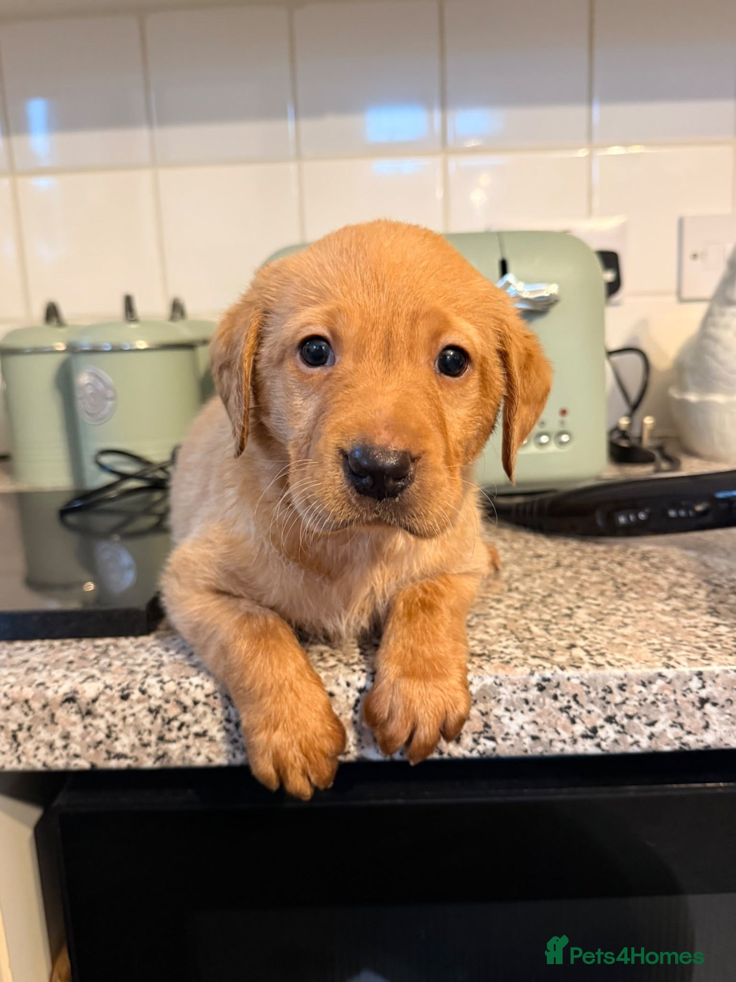 Labrador Retriever dogs Stunning Kc Registered pups.  - Advert 2