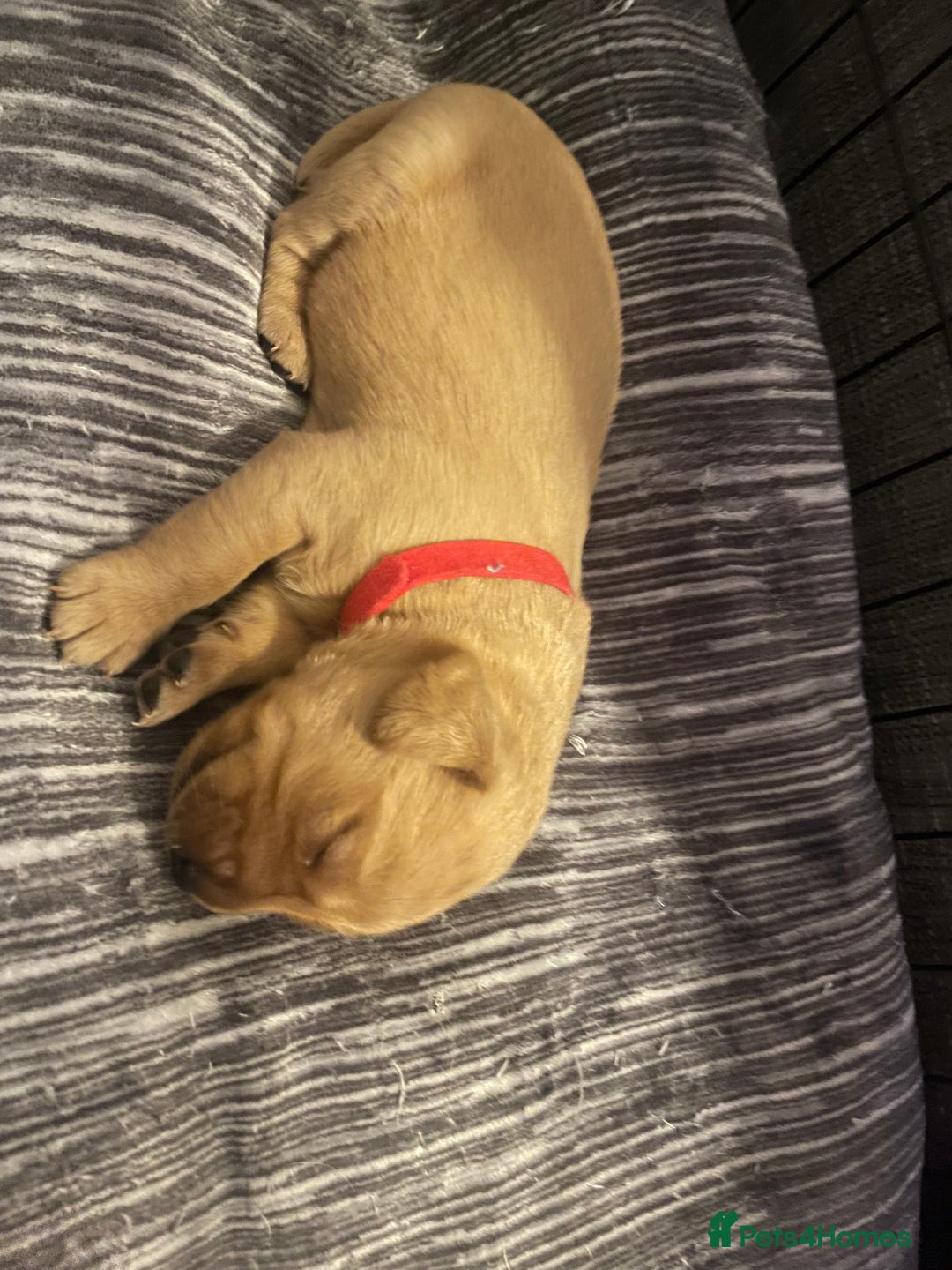 Labradoodle dogs for sale: F1b labradoodle puppies - Advert 17