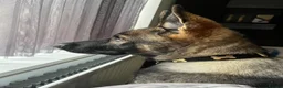 German Shepherd dogs for sale: 4 months old German Shepherd puppy - Advert 3