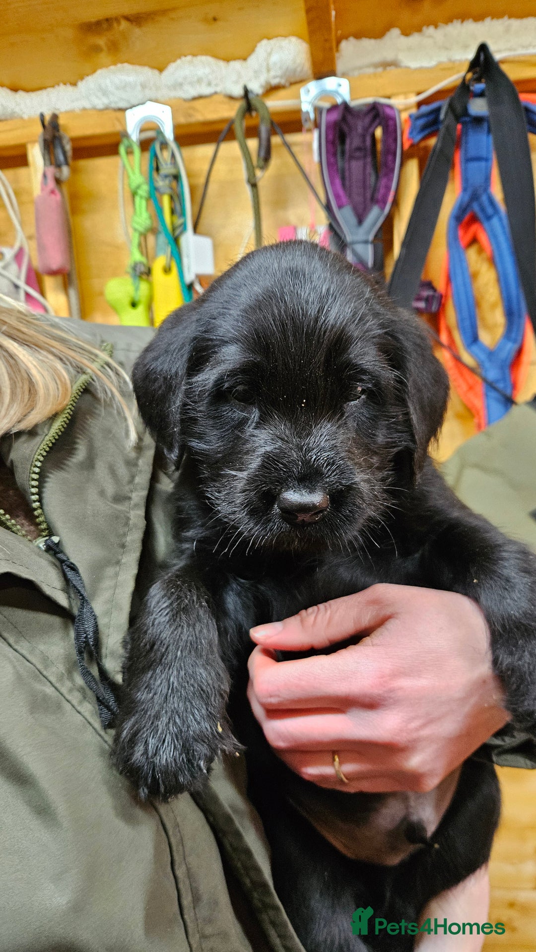 Labrador Retriever dogs for sale: Black labrador x gwp puppies working or pet homes - Advert 32