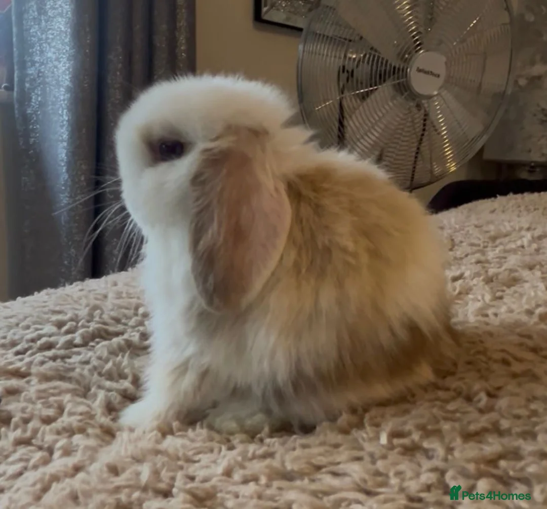 Mini Lop rabbits for sale: PEDIGREE MINI LOP BABIES READY TO RESERVE  - Advert 15