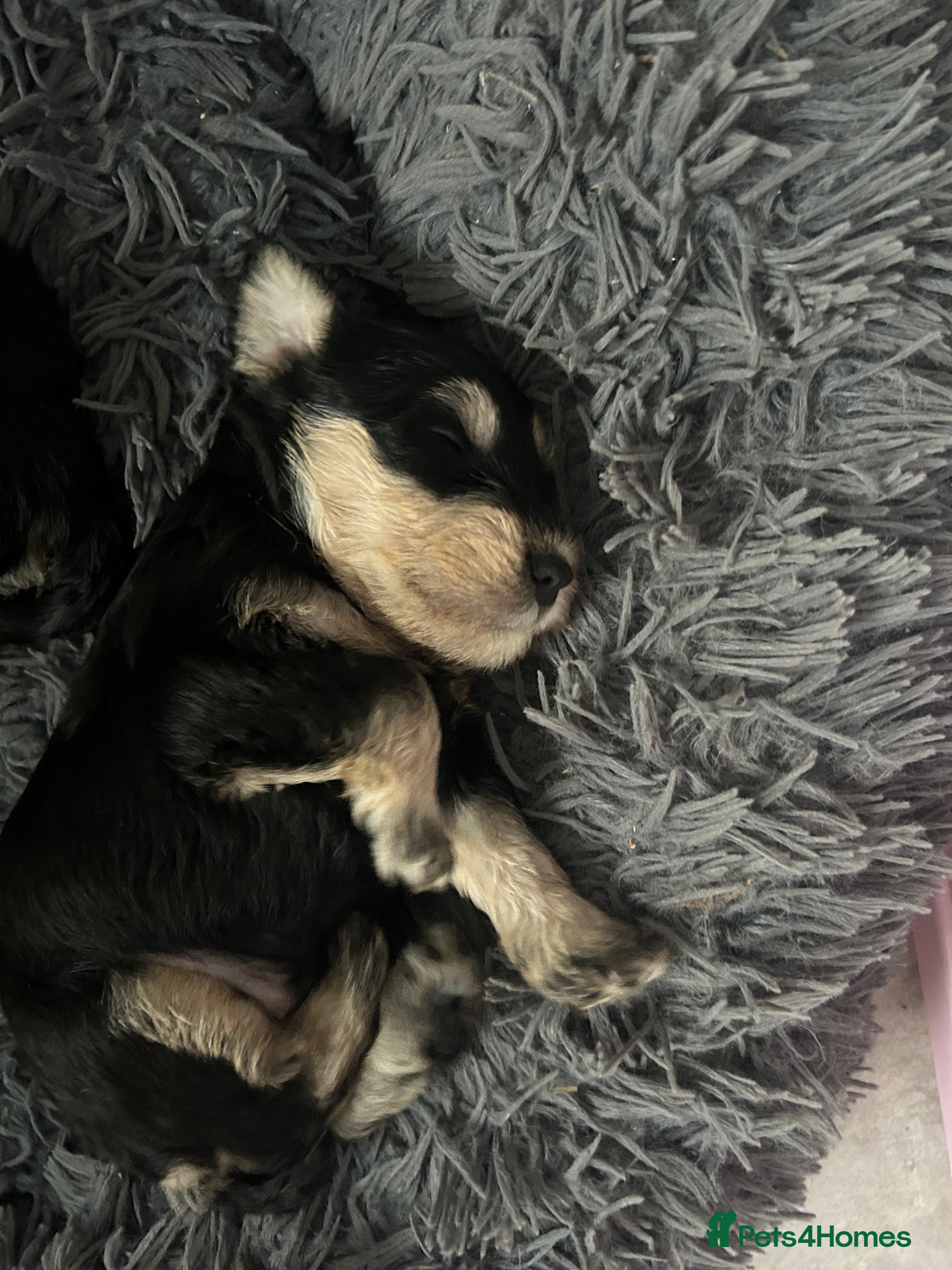 Miniature Schnauzer dogs for sale: Quality bloodline Miniature Schnauzer puppies - Advert 2