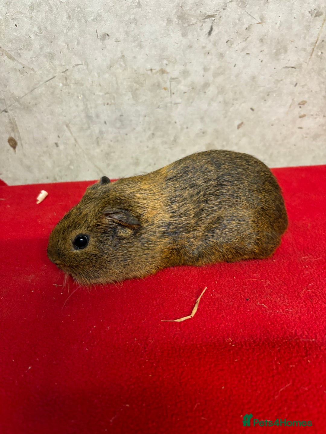 Guinea Pig rodents for sale: Male guinea pigs - Advert 3