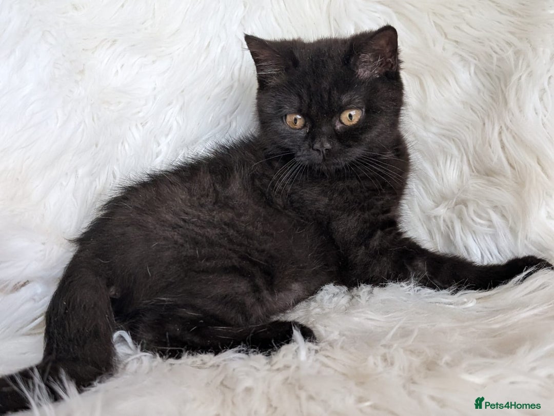 British Shorthair cats for sale: British shorthair kittens - Image 3