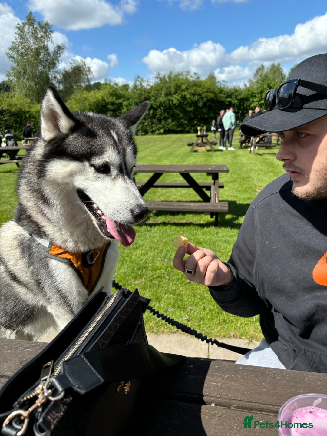 Siberian Husky dogs for sale: Male Siberian husky - Advert 5