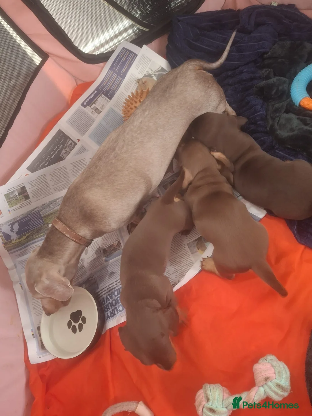 Miniature Dachshund dogs for sale:  3 chocolate and tan miniature dachshund pups  - Advert 5