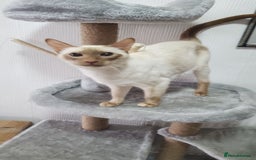 Siamese cats for sale: stunning Siamese Kittens  - Image 6