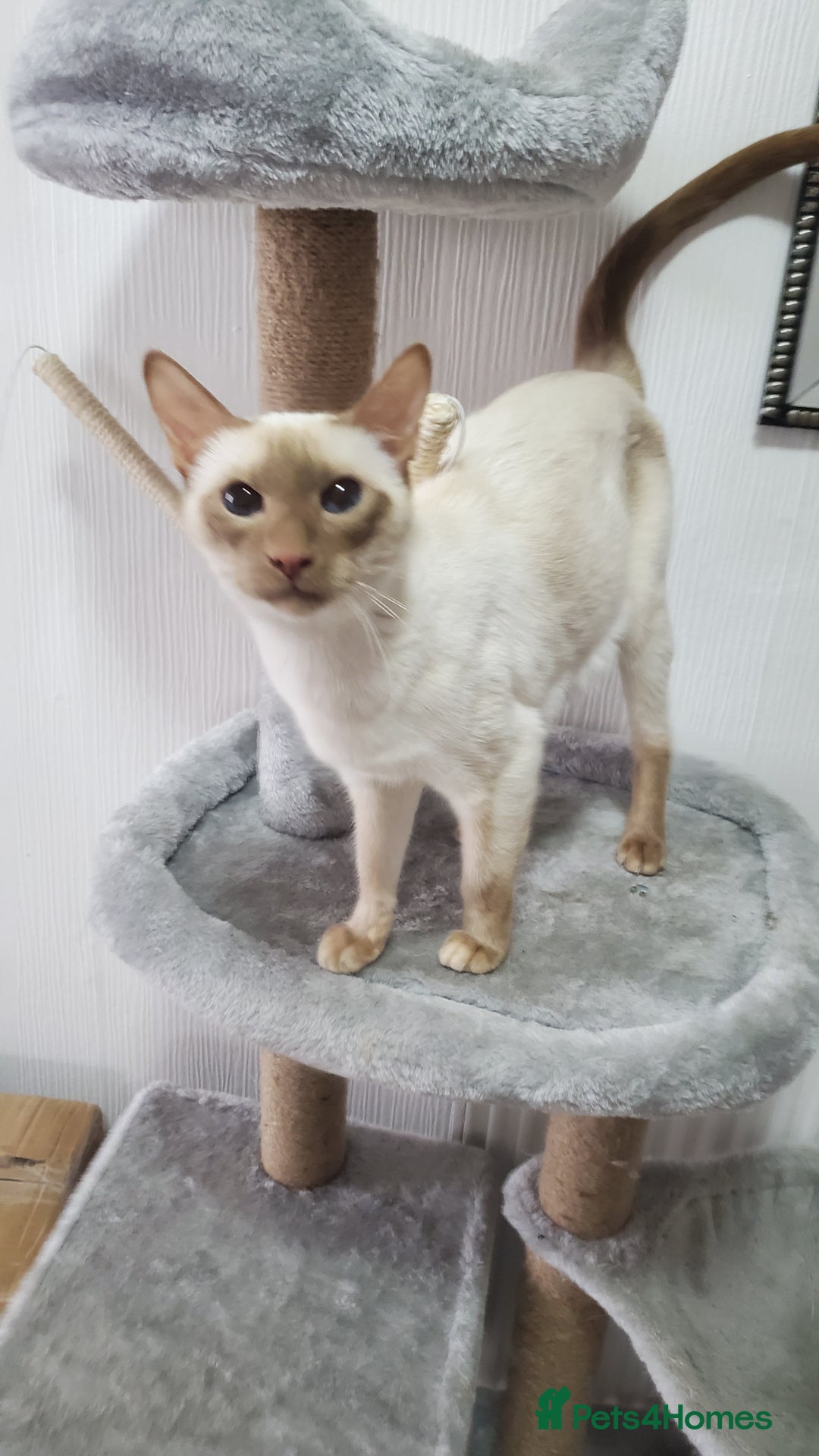 Siamese cats for sale: stunning Siamese Kittens  - Image 6
