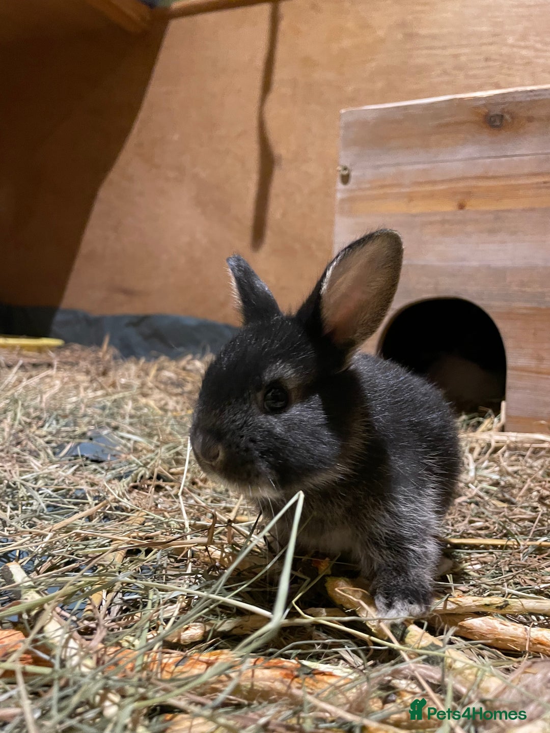 Mixed Breed rabbits for sale: Mini Lop Cross Baby Rabbits - Advert 8