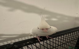 Cockatiels birds for sale: Beautiful albino red eye female cockatiel  - Image 3