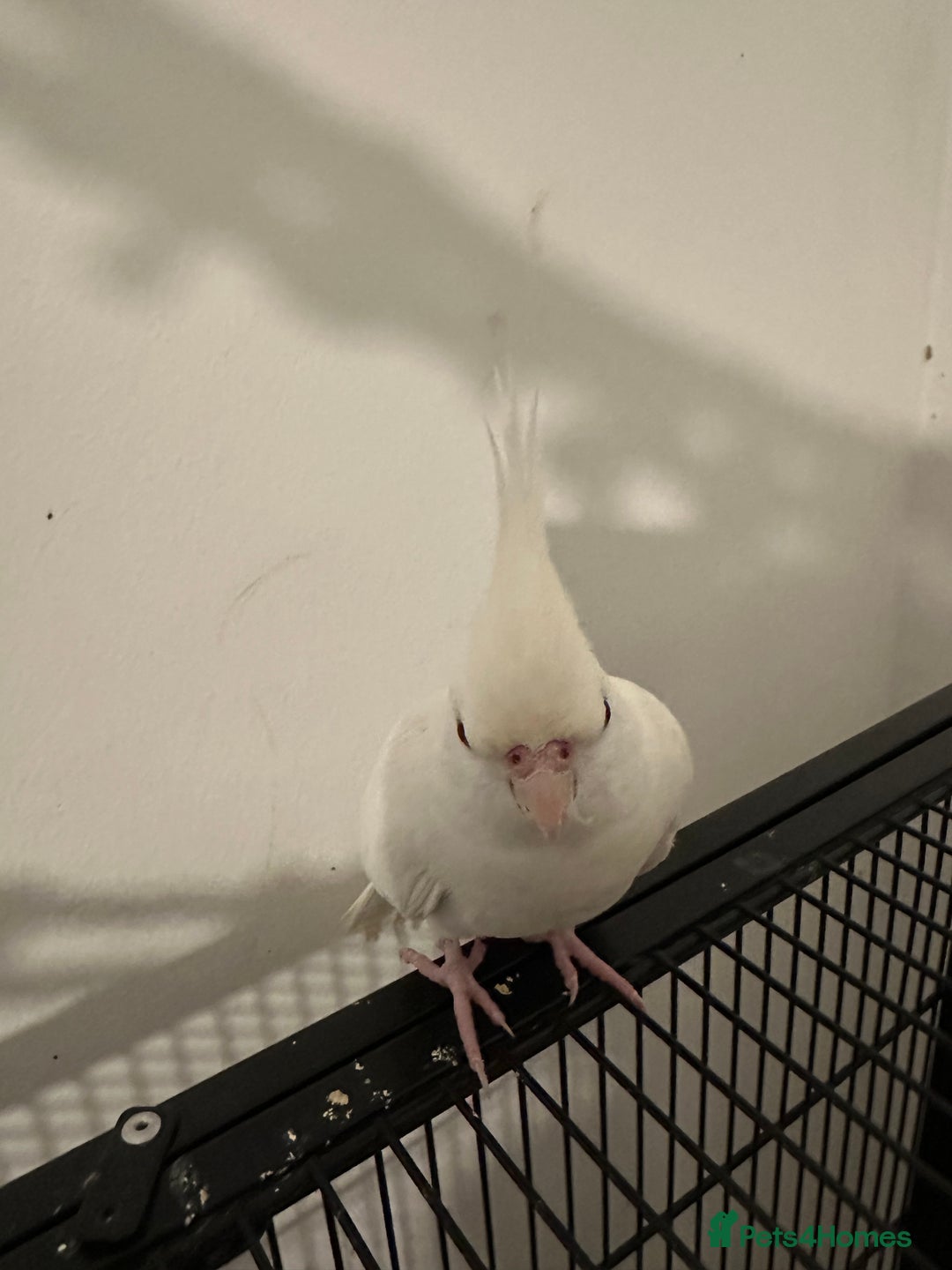 Cockatiels birds for sale: Beautiful albino red eye female cockatiel  - Image 3