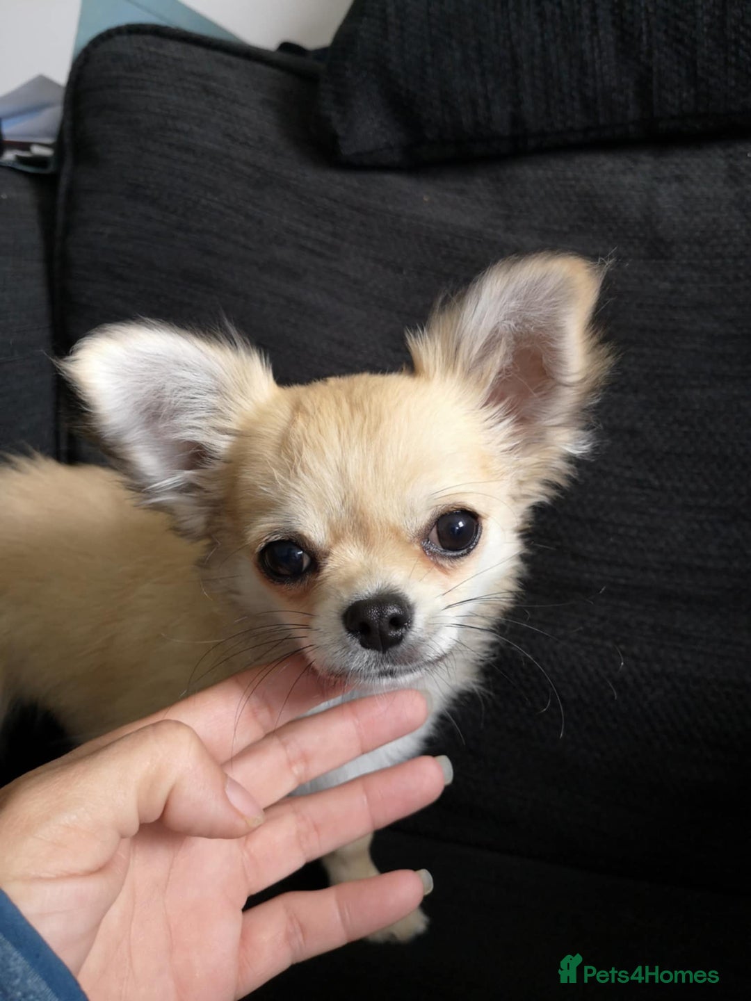 Chihuahua dogs for sale: Stunning chihuahua pup - Image 1
