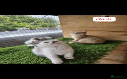 British Shorthair cats for sale: Adorable British Short hair kittens - Image 2