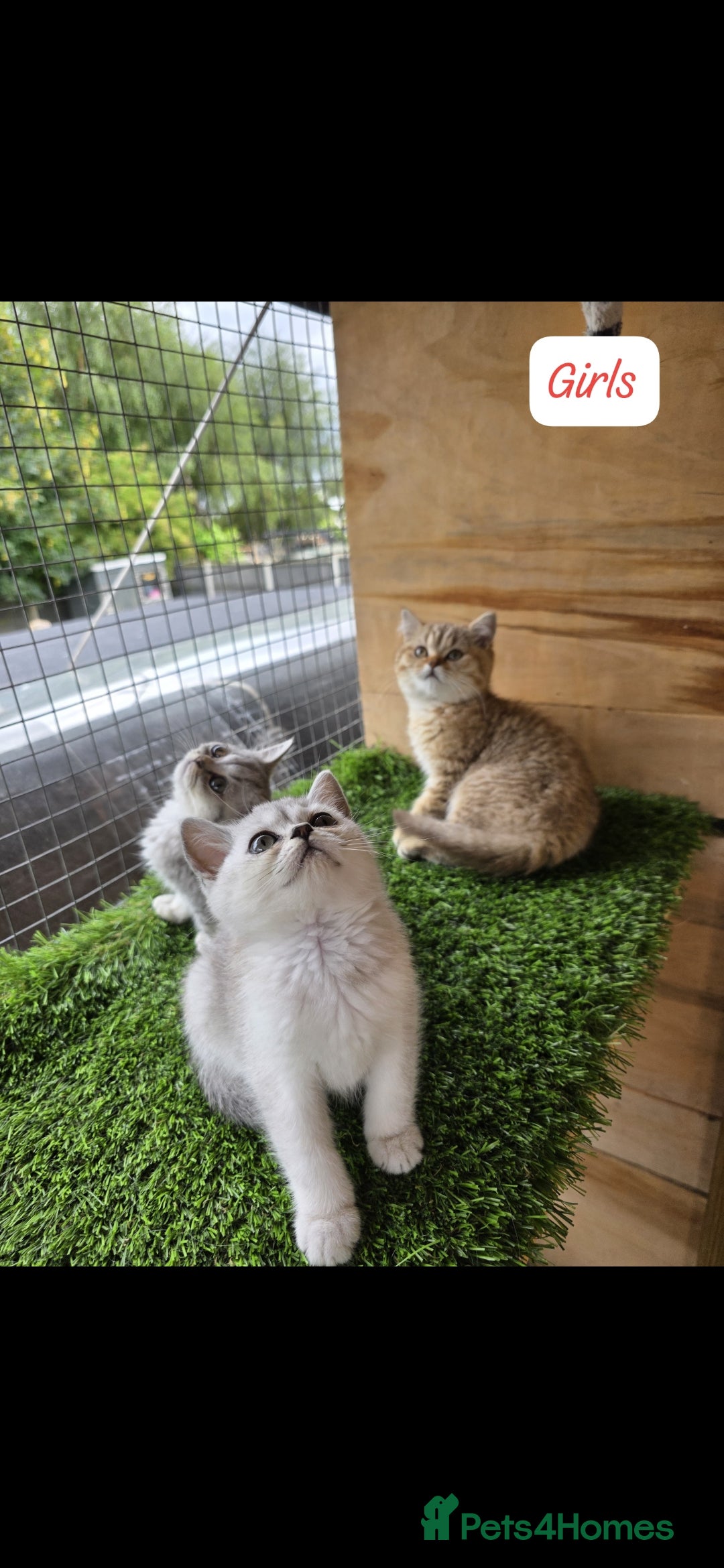 British Shorthair cats for sale: Adorable British Short hair kittens - Image 2