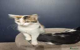 Mixed Breed cats for sale: Beautiful mixed kittens with mixed ages! - Image 8