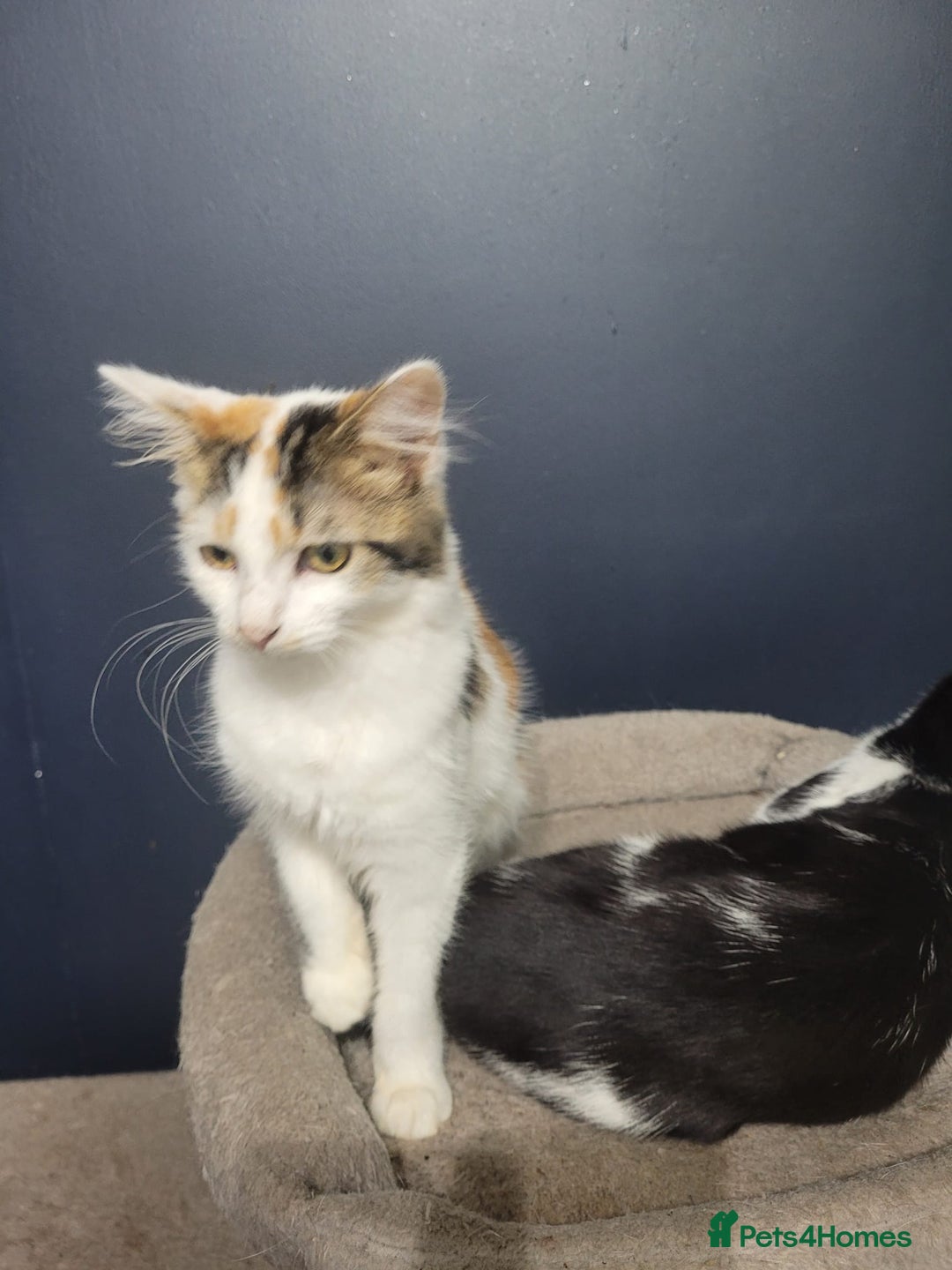 Mixed Breed cats for sale: Beautiful mixed kittens with mixed ages! - Image 8