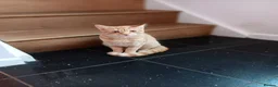 Mixed Breed cats for sale: Savannah & Bengal two boys kittens for sale. in Pontypridd - Advert 3