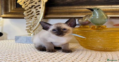 Oriental cats Superb TICA Registered Oriental & Siamese Babies - Advert 3